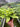 Philodendron 'Xanadu' Variegated