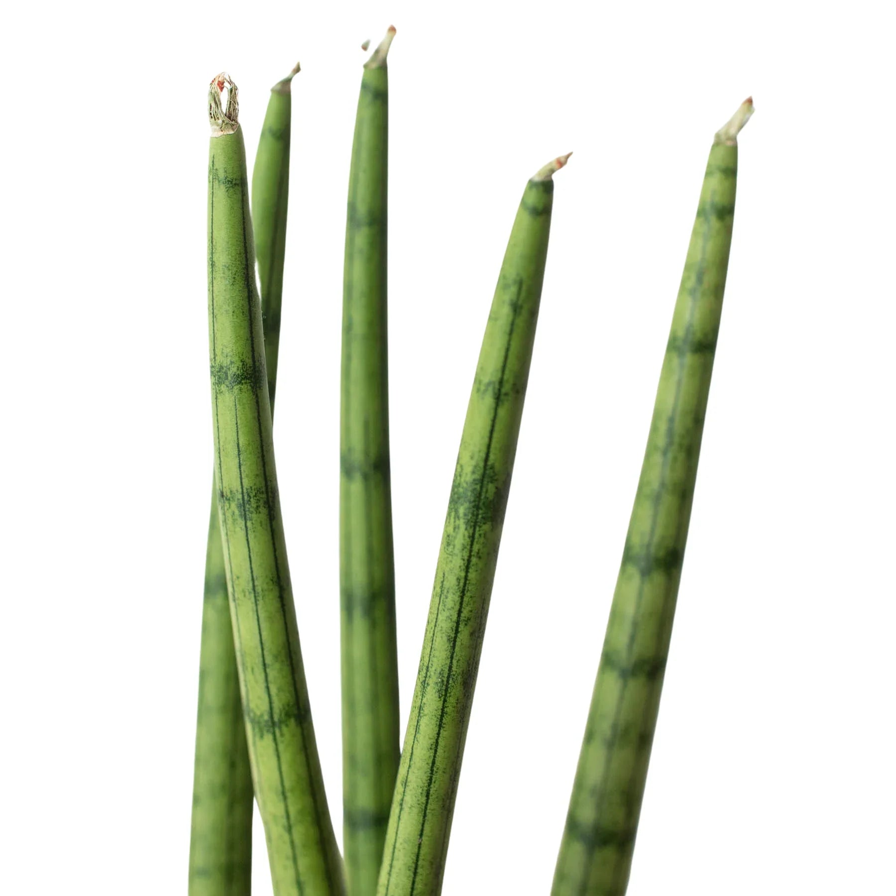Snake Plant Leaf Clay snake-plant-leaf-clay