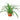Spider Plant 'Green'