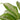 Chinese Evergreen 'Silver Bay'