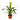 Guzmania Bromeliad 'Yellow'