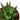 Fairy Washboard Haworthia