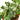 English Ivy 'Kolibre'