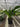 Aspidistra 'Cast Iron'