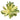 Aeonium castello-paivae variegata 'Suncup'
