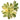 Aeonium castello-paivae variegata 'Suncup'