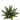Agave victoria-reginae variegata