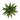 Agave victoria-reginae variegata