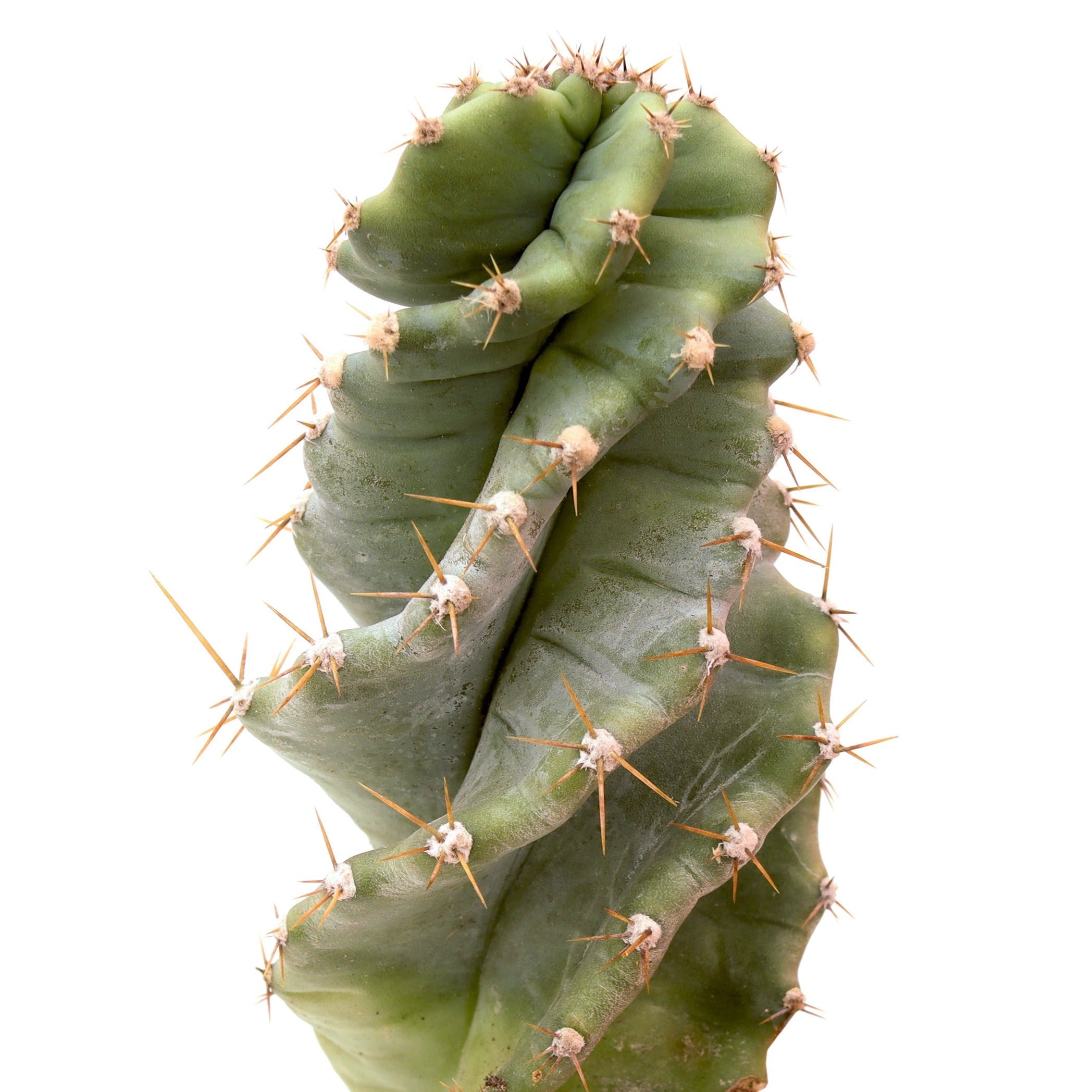 Cereus forbesii spiralis 'Spiral Cactus'