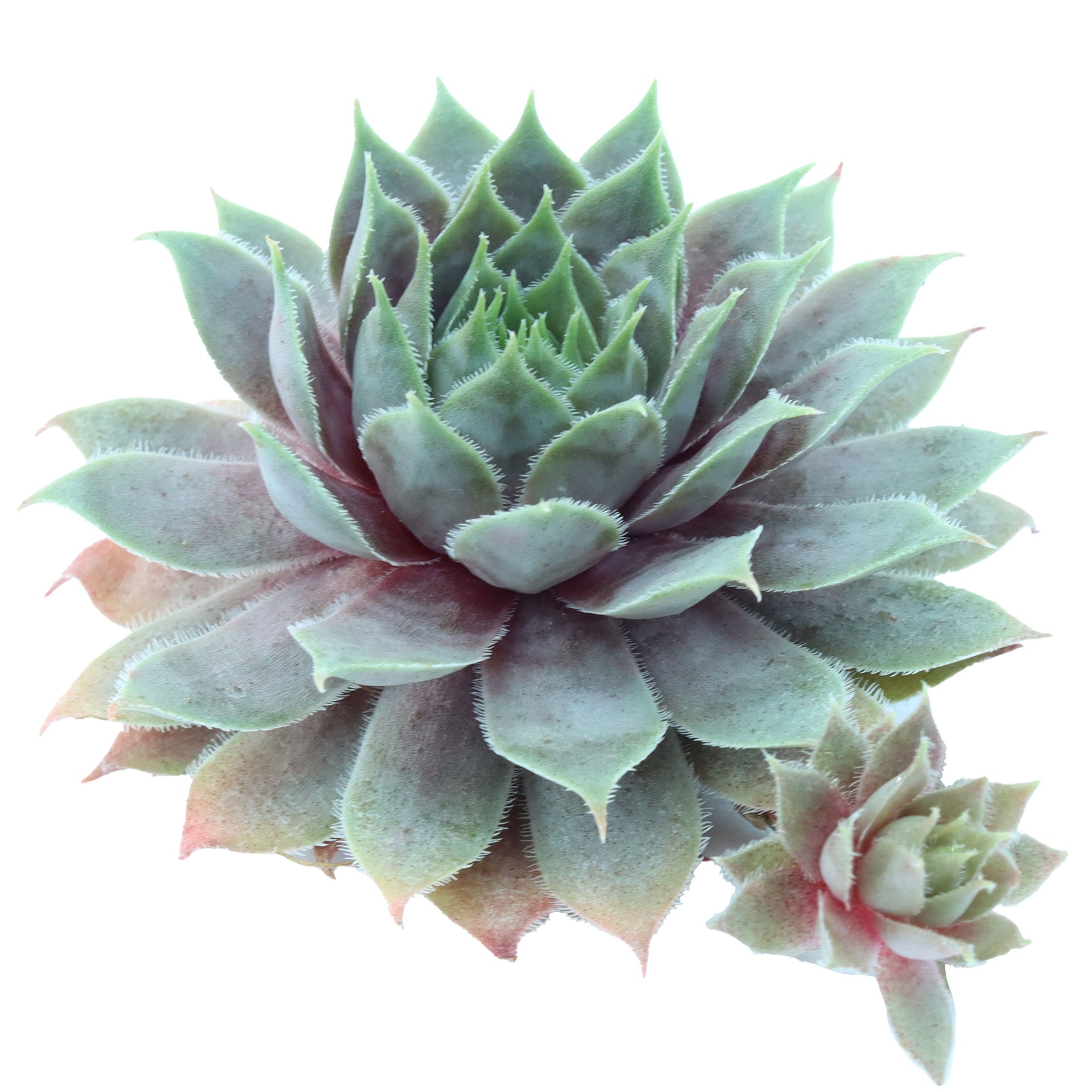 berry blues succulent Chick Charms® Berry Blues™