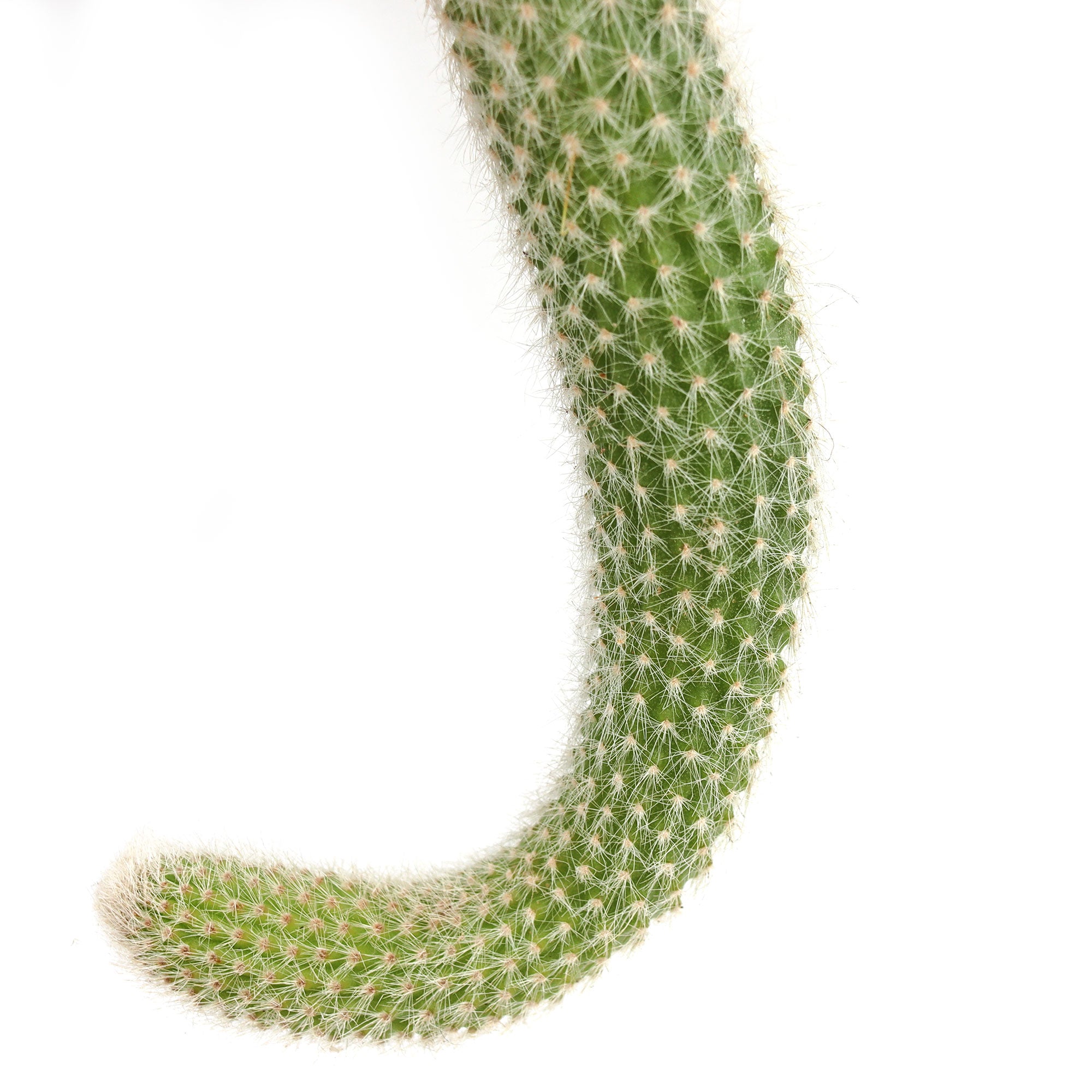 Cleistocactus winteri ssp. colademononis 'Monkey Tail Cactus'