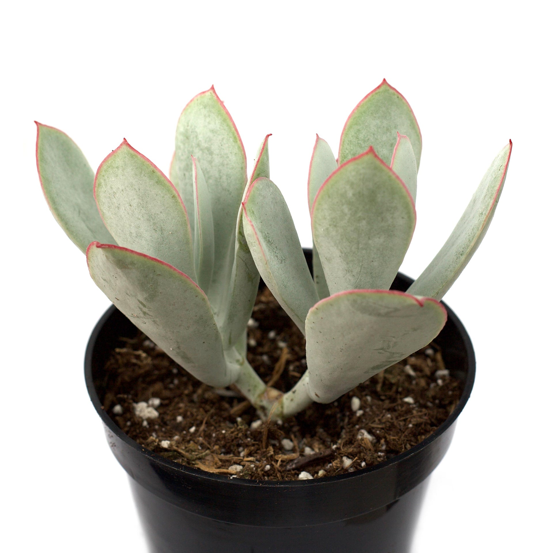 pig's ear succulent Cotyledon orbiculata - Pigs Ear