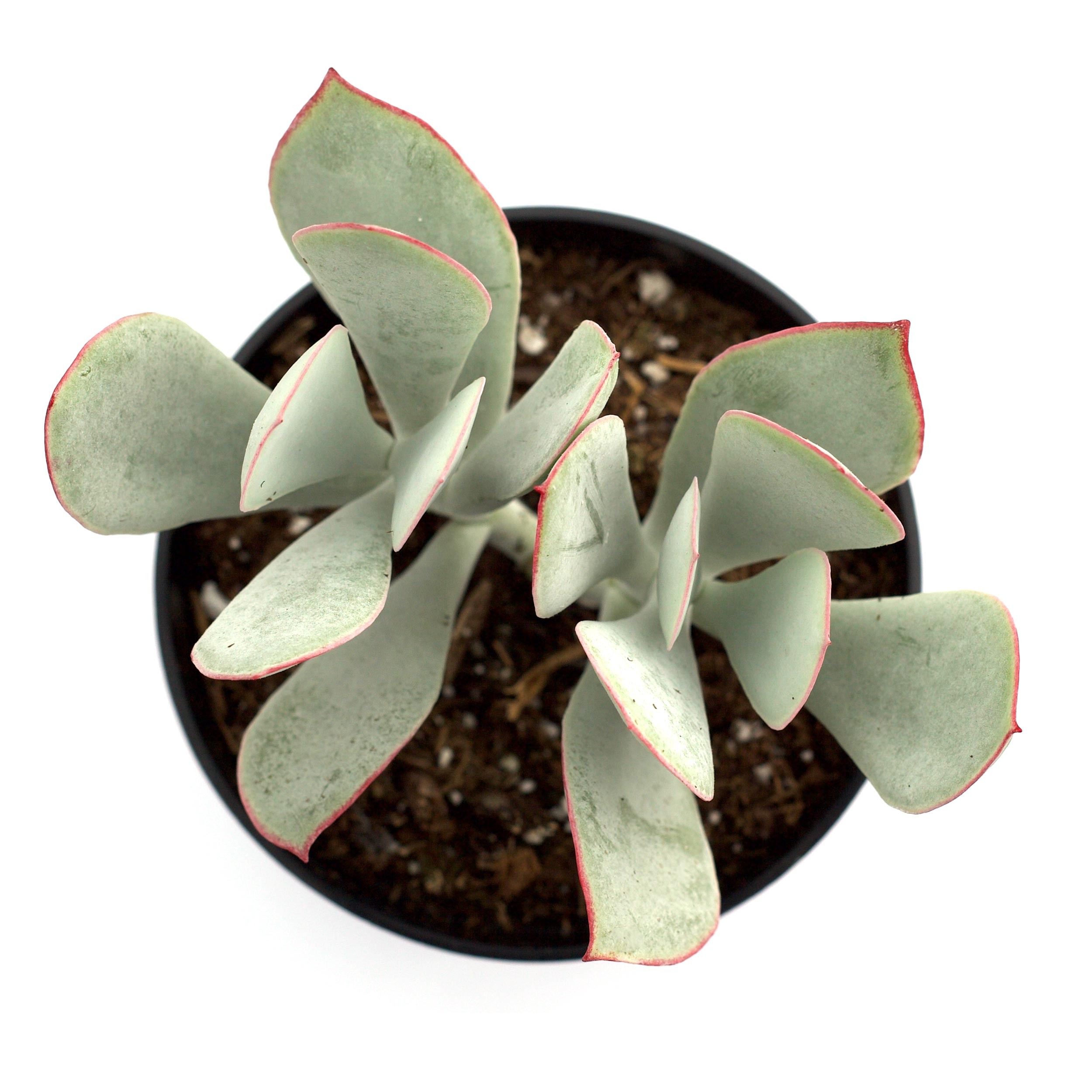 dog ear succulent Cotyledon orbiculata - Pigs Ear