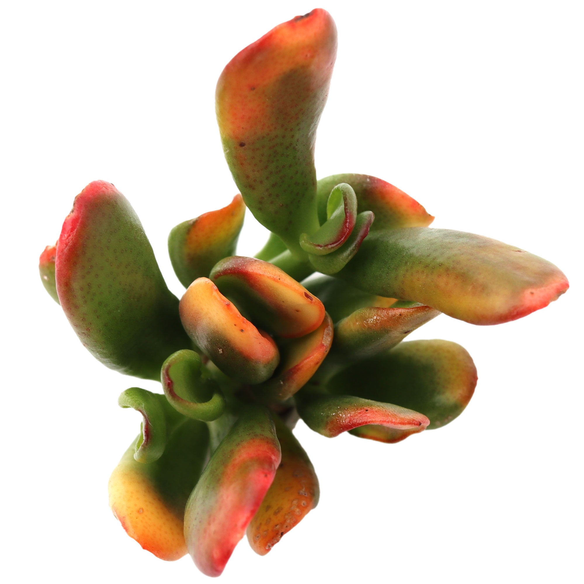 et finger succulent Crassula ovata 'ET's Fingers' Variegated Jade
