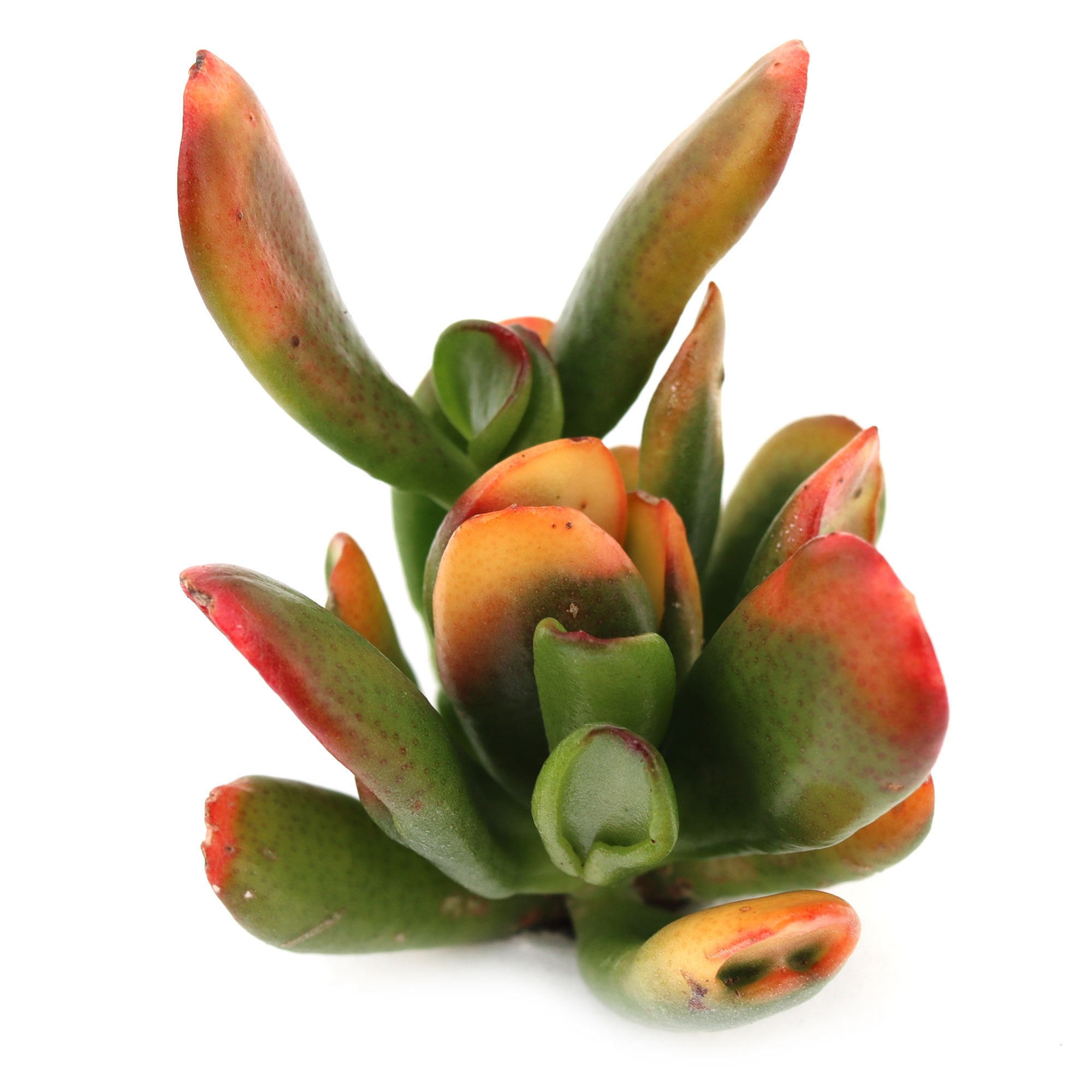 jade plant et fingers Crassula ovata 'ET's Fingers' Variegated Jade