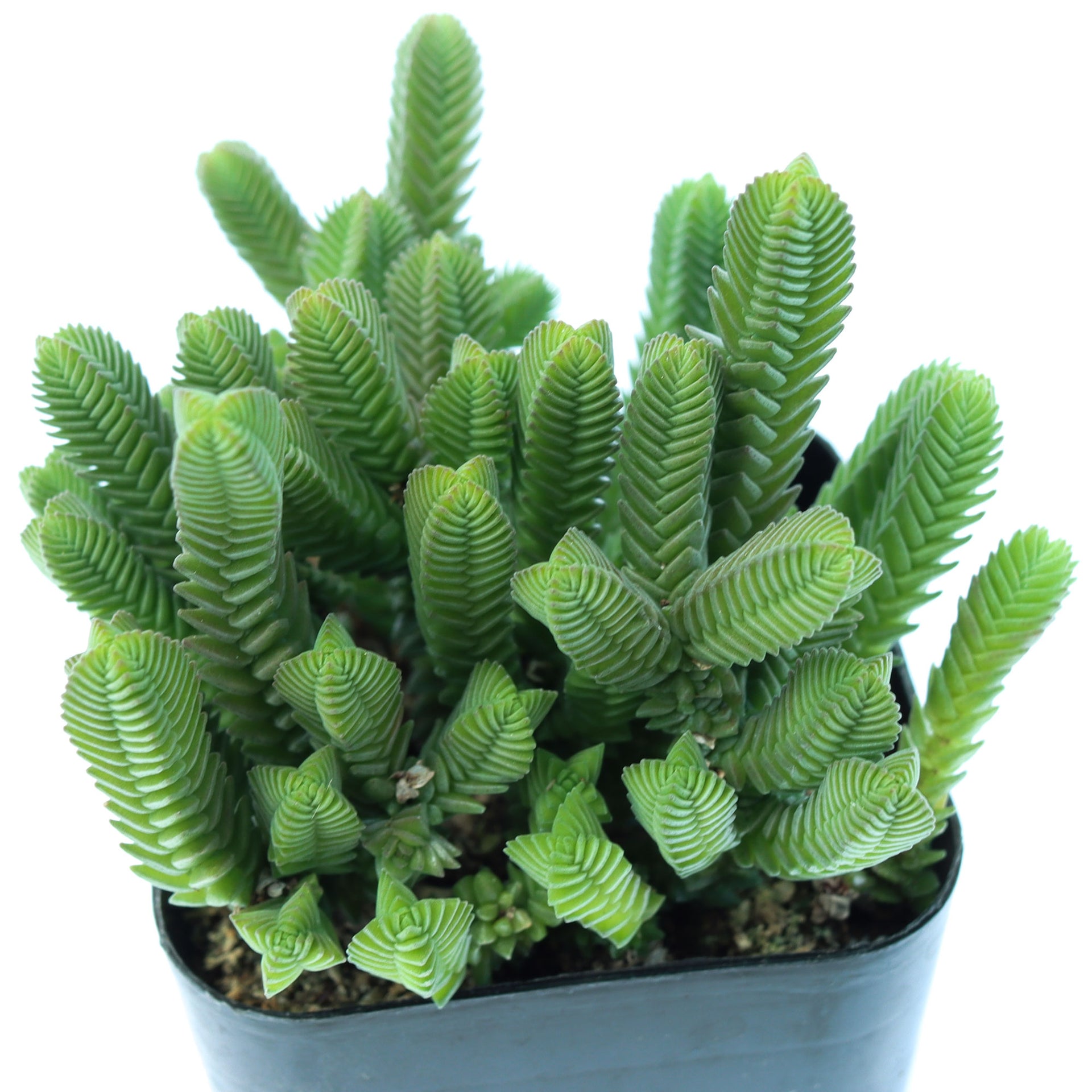 variegated watch chain succulent Crassula 'Imperialis' 'Giant Watch Chain'