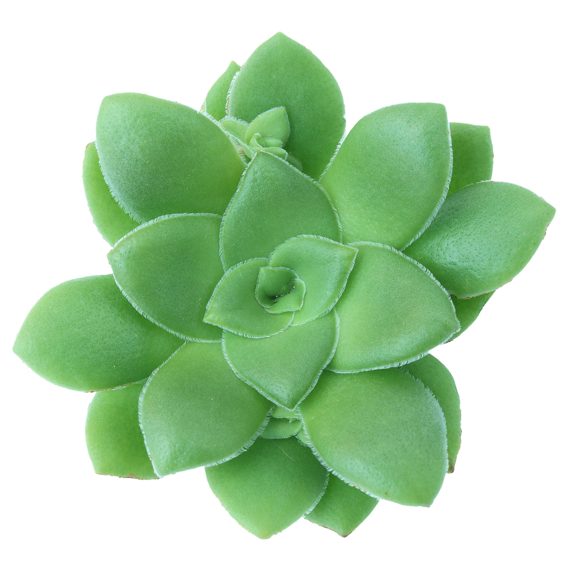 orbicularis succulent Crassula orbicularis