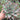 Extra Large Cutting - Echeveria agavoides 'Ebony'