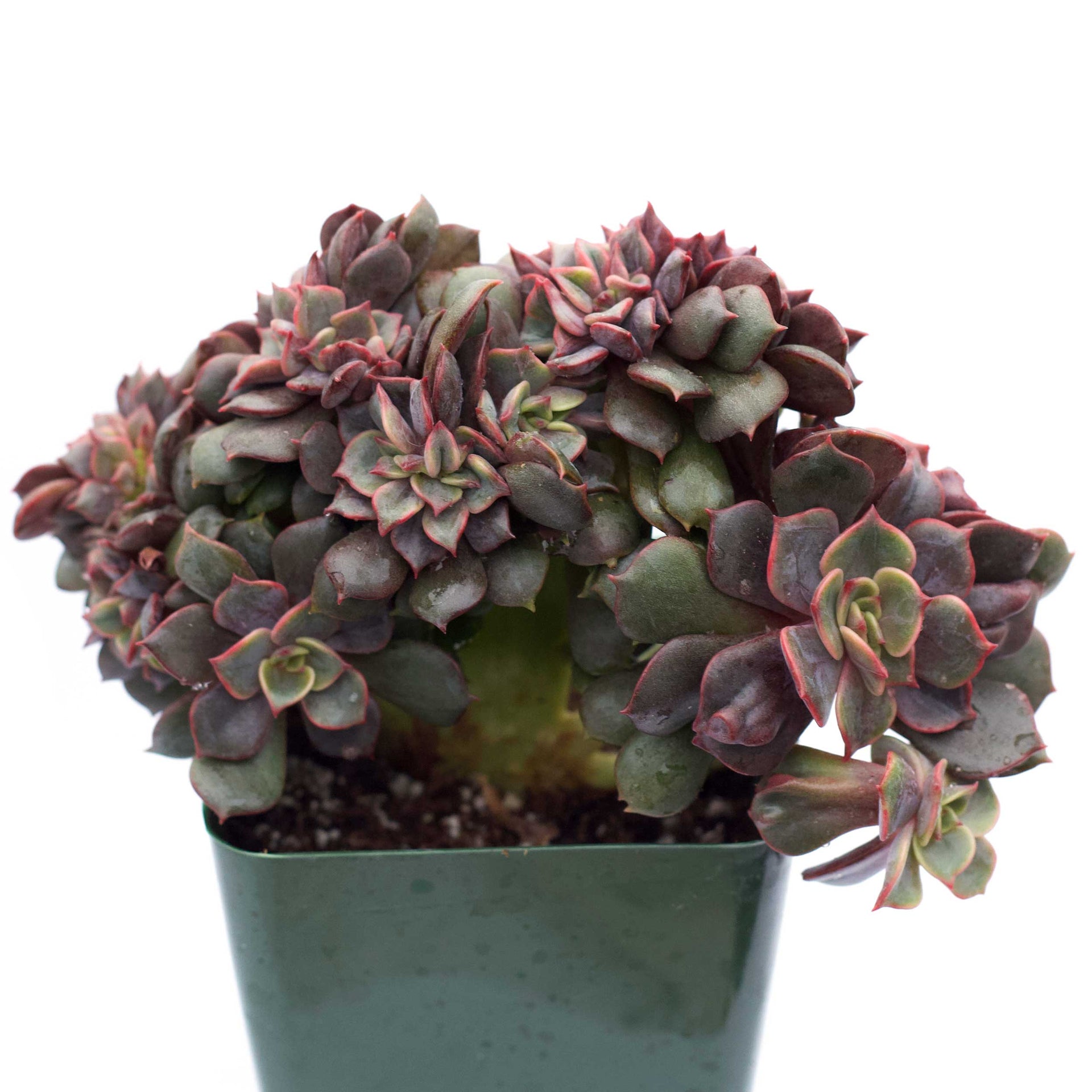 vampire red ball succulent Echeveria 'Vampire Red Ball' crestata