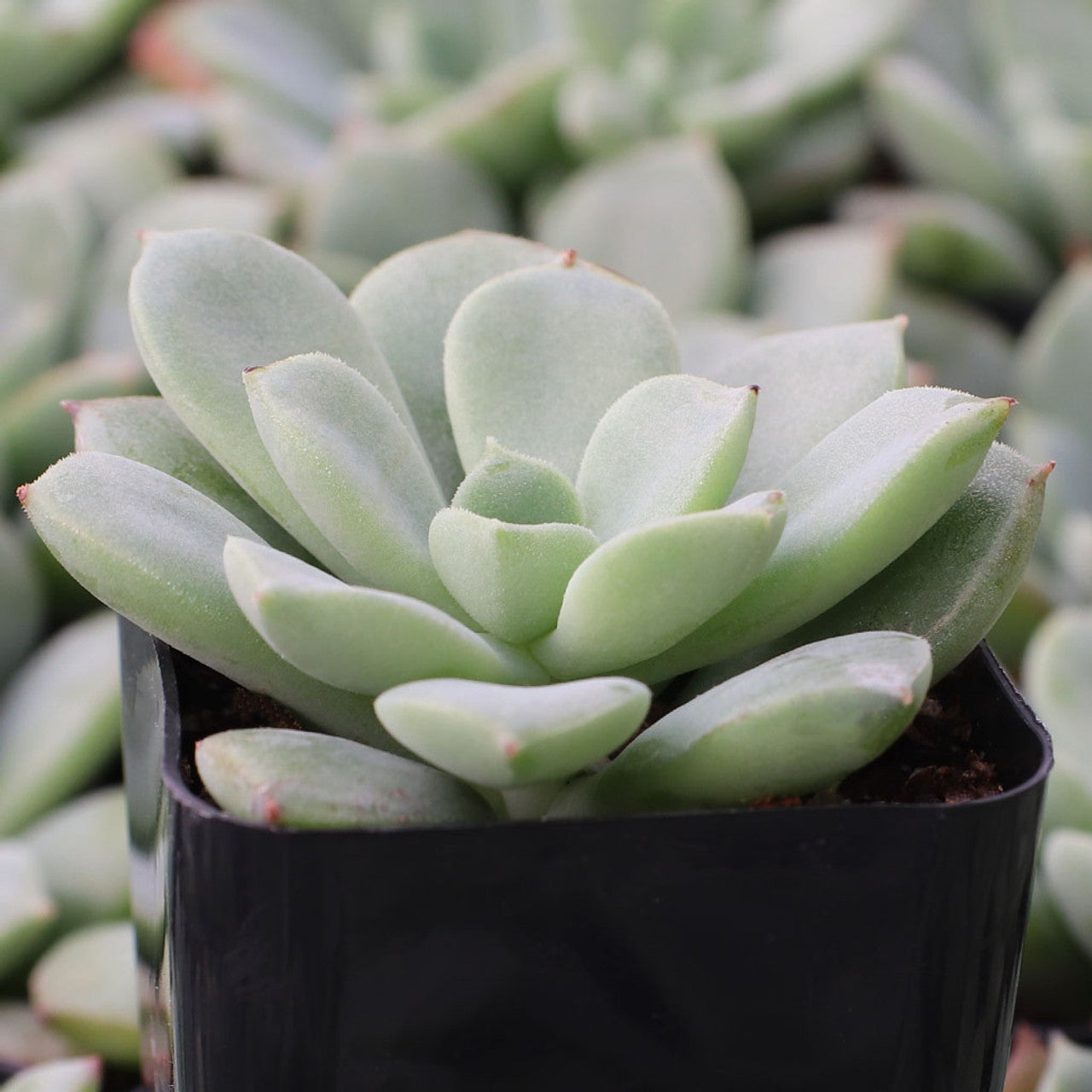 chrissy and ryan succulents Echeveria 'Chrissy n Ryan'