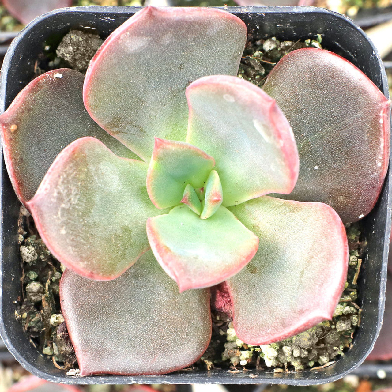 hanaikada succulent Echeveria 'Hanaikada'