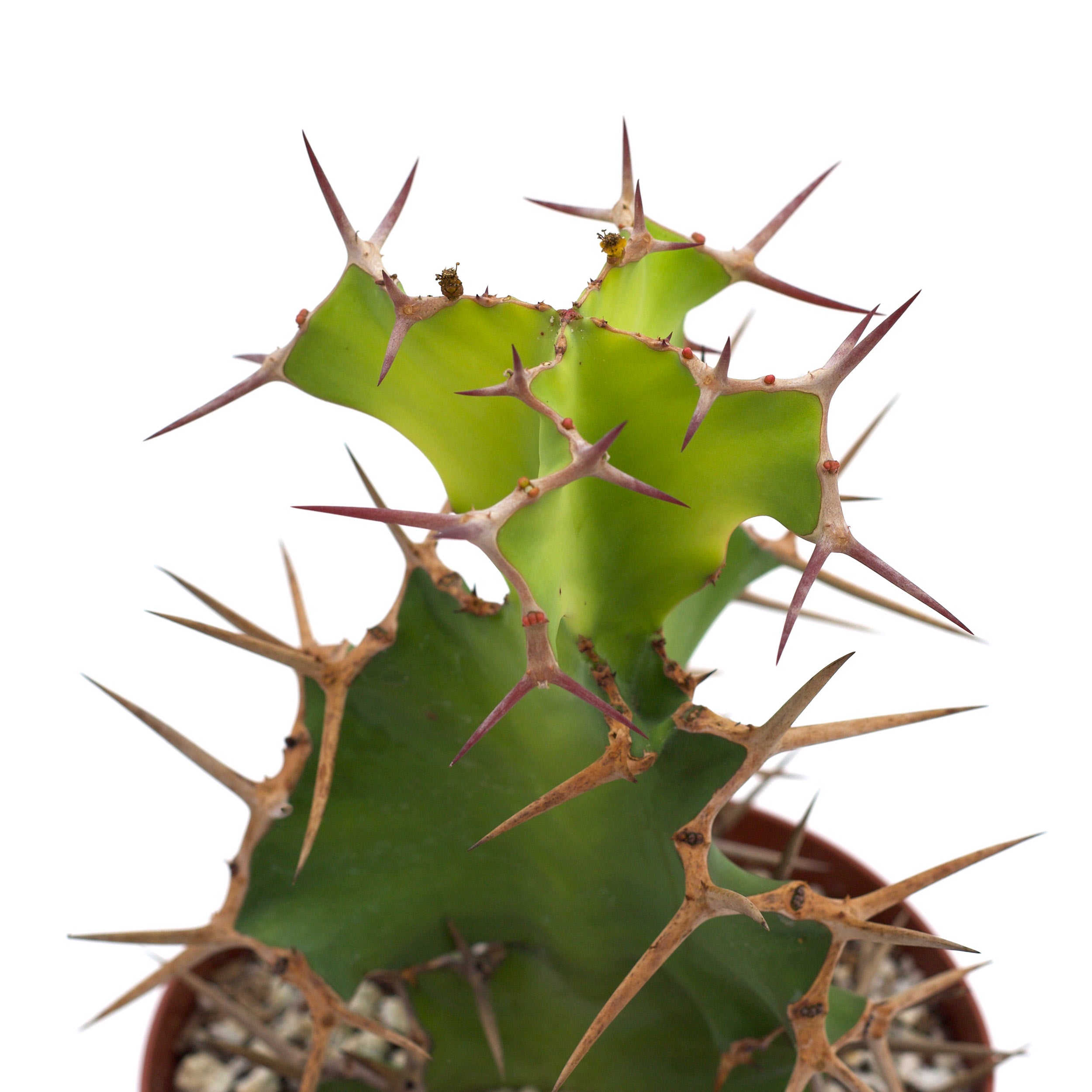 Euphorbia grandicornis 'Cow's Horn' | Leaf & Clay Euphorbia grandicornis 'Cow's Horn' | Leaf & Clay