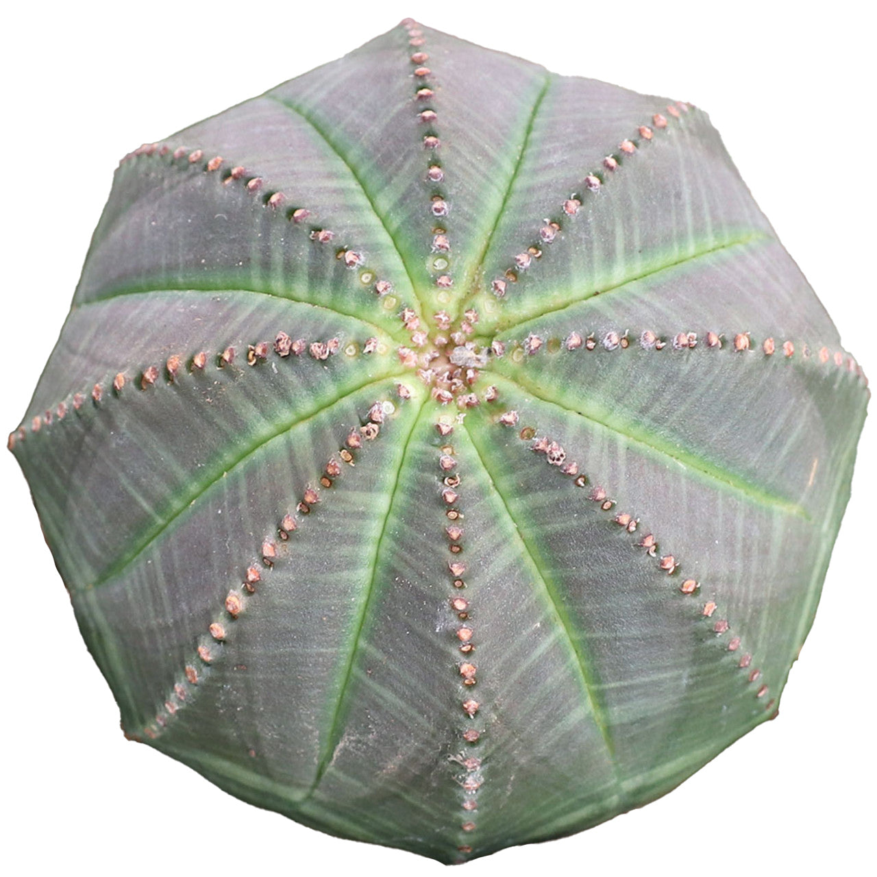 Euphorbia obesa 'Baseball Plant'