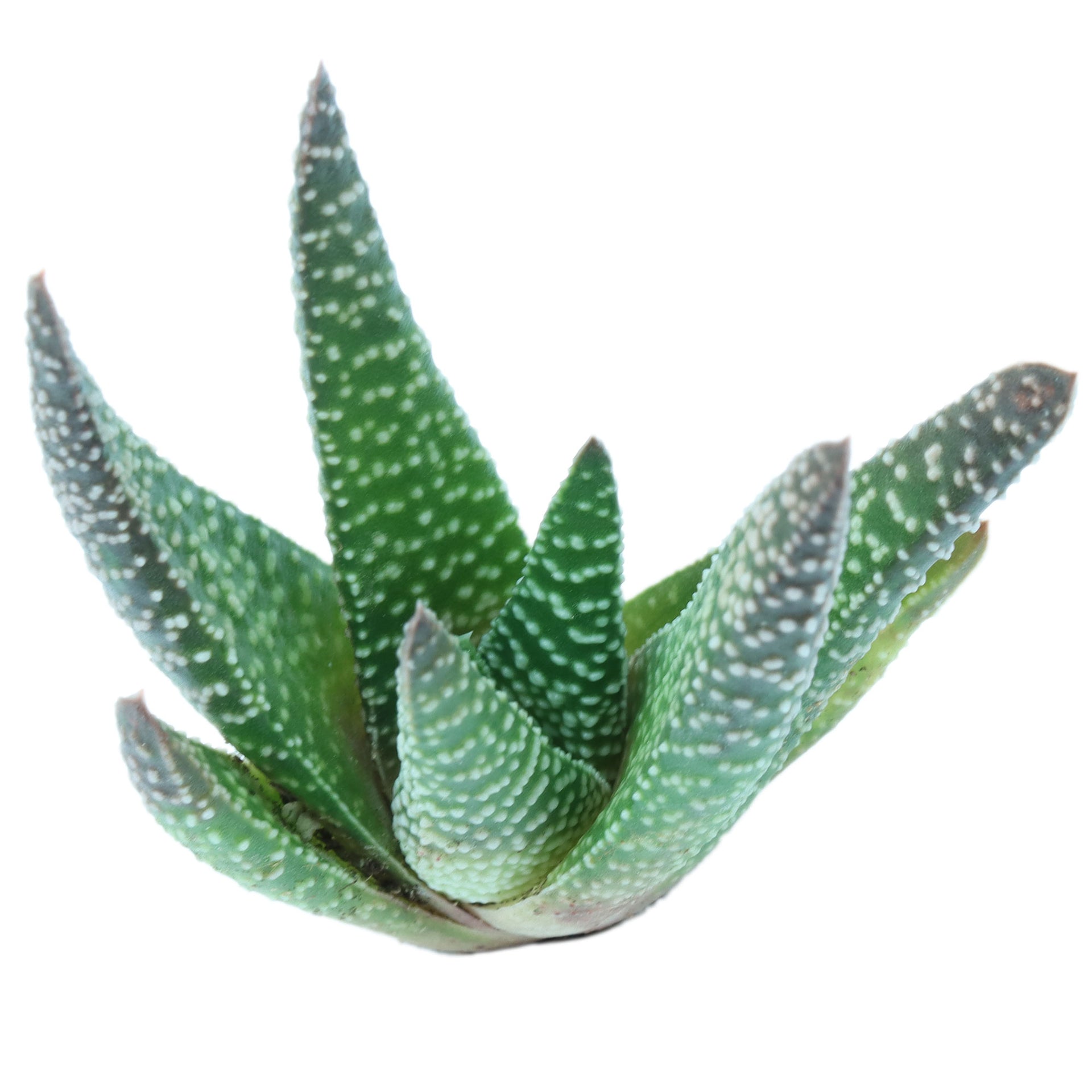 aloe royal Gasteraloe 'Royal Highness'
