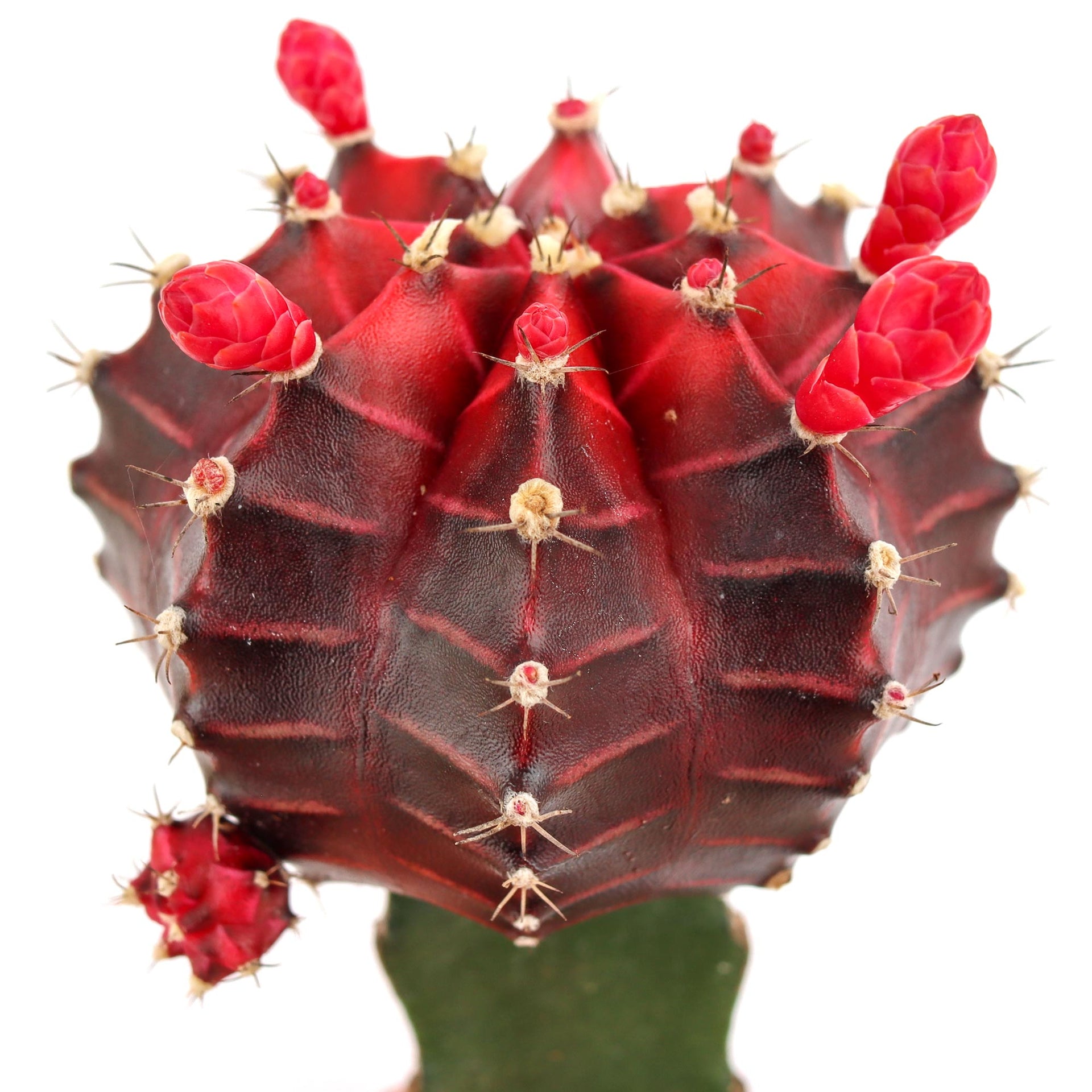 gymnocalycium mihanovichii hibotan Gymnocalycium mihanovichii 'Grafted Moon Cactus - Purple'
