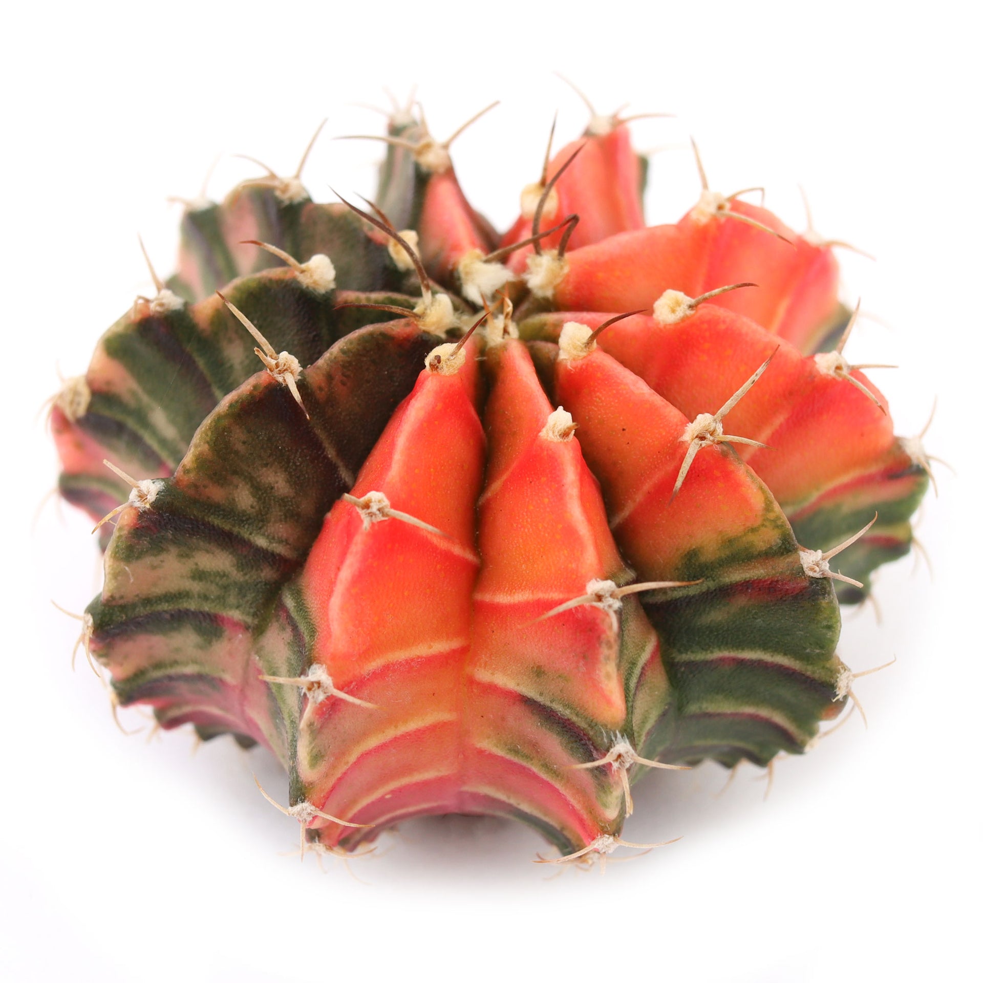 Gymnocalycium stenopleurum