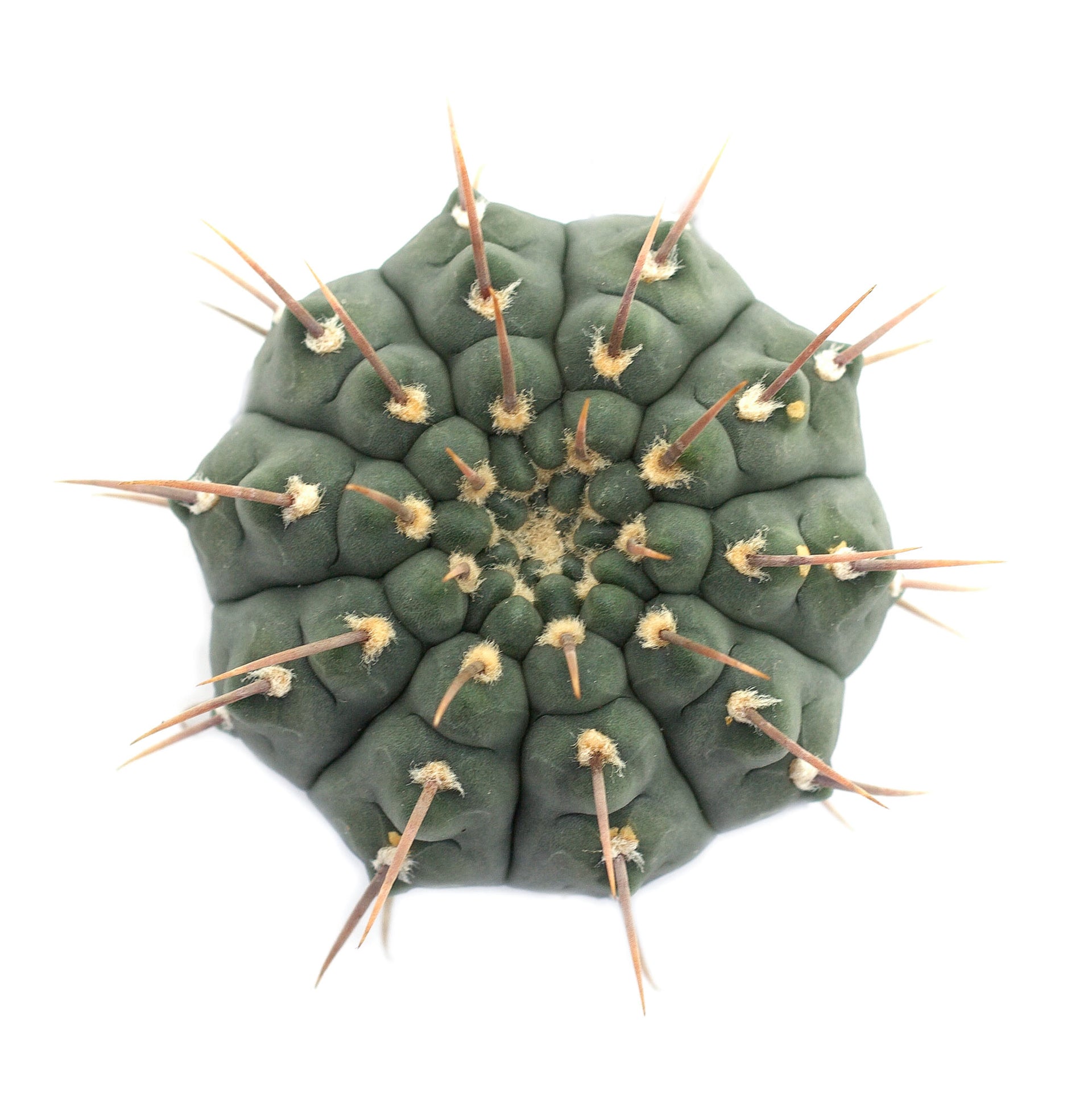 Gymnocalycium ochoterenae ssp. vatteri
