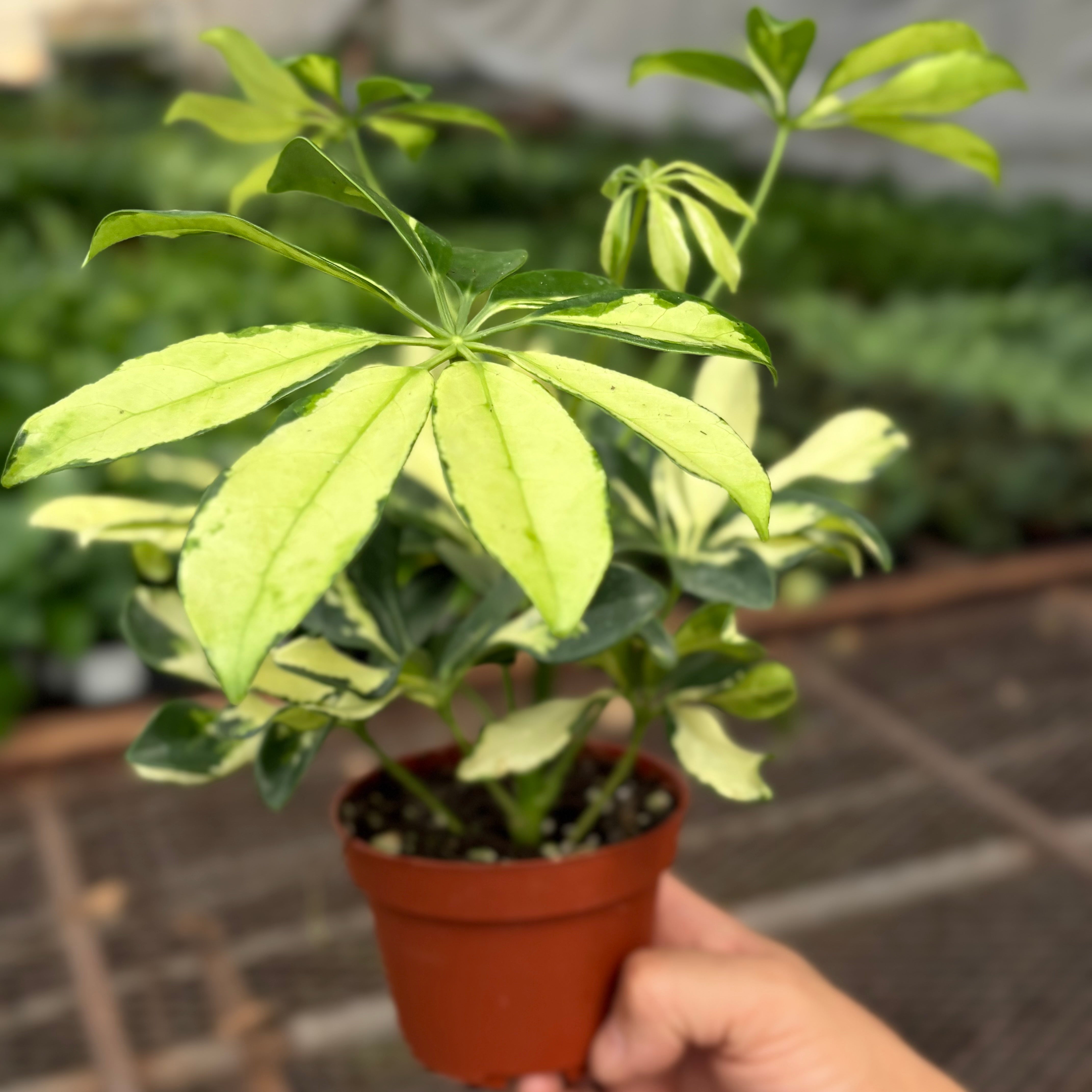 schefflera arboricola trinette Schefflera Trinette – Leaf & Clay