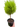 Cypress Lemon Topiary