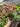 Caladium Red Flash