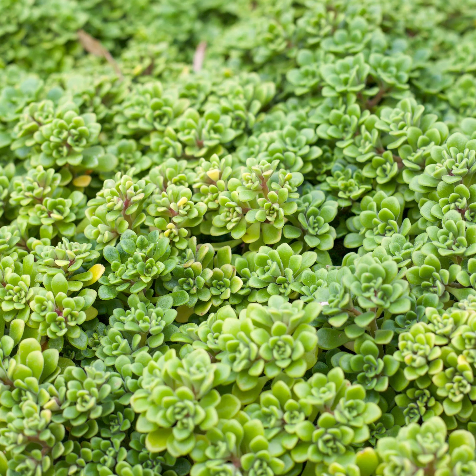 irish bouquet succulent Aeonium lindleyi var. viscatum 'Irish Bouquet'