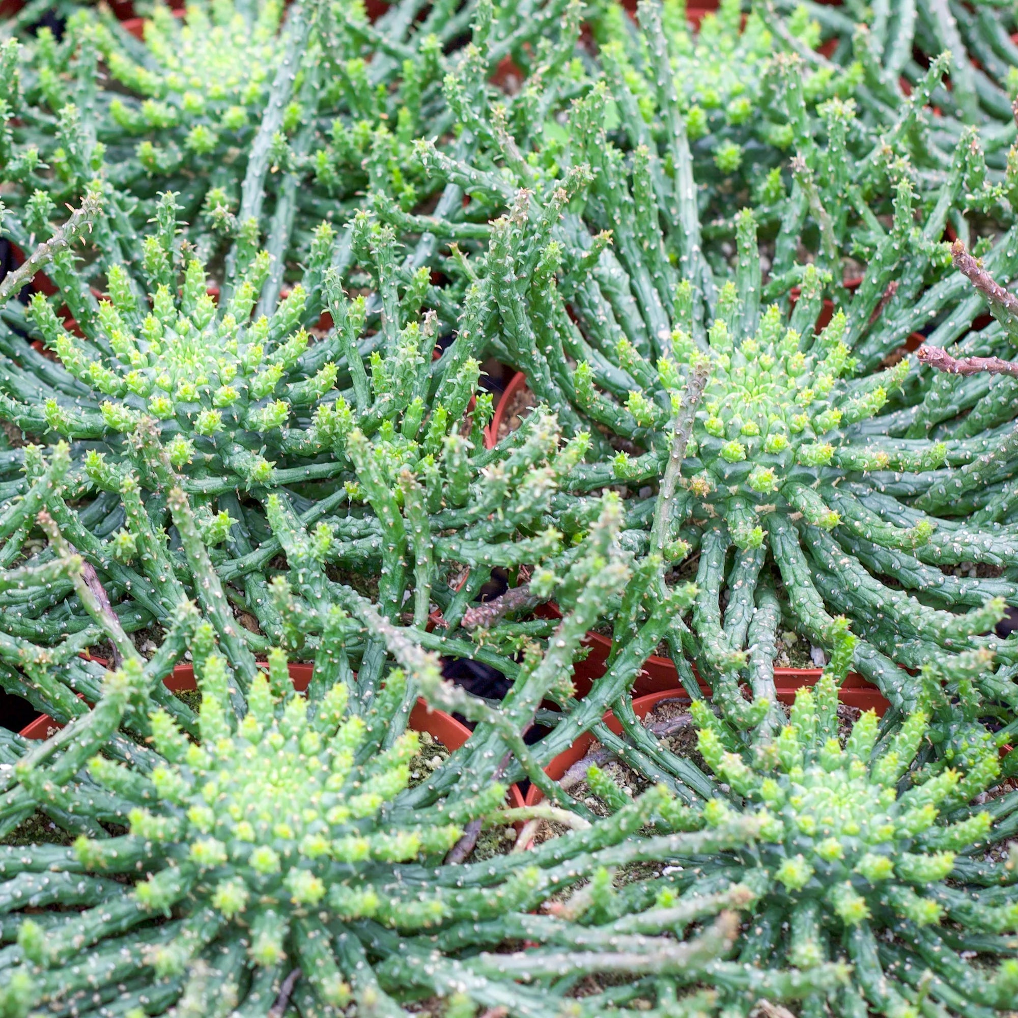 medusa succulent care Euphorbia flanangii 'Medusa's Head'