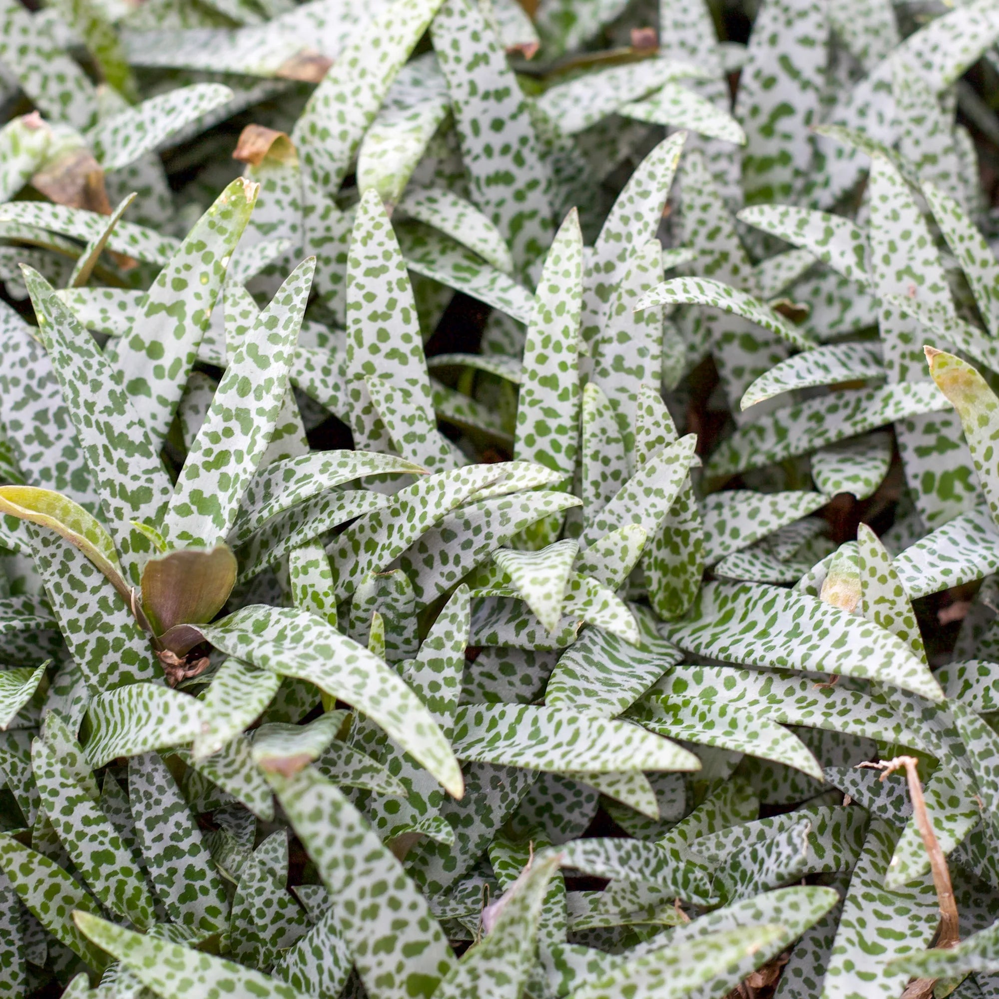 generisches sildalis