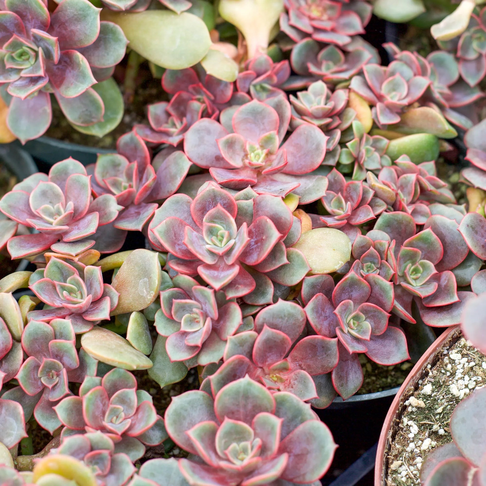 plant red ball from succulent Echeveria Vampire Red Ball