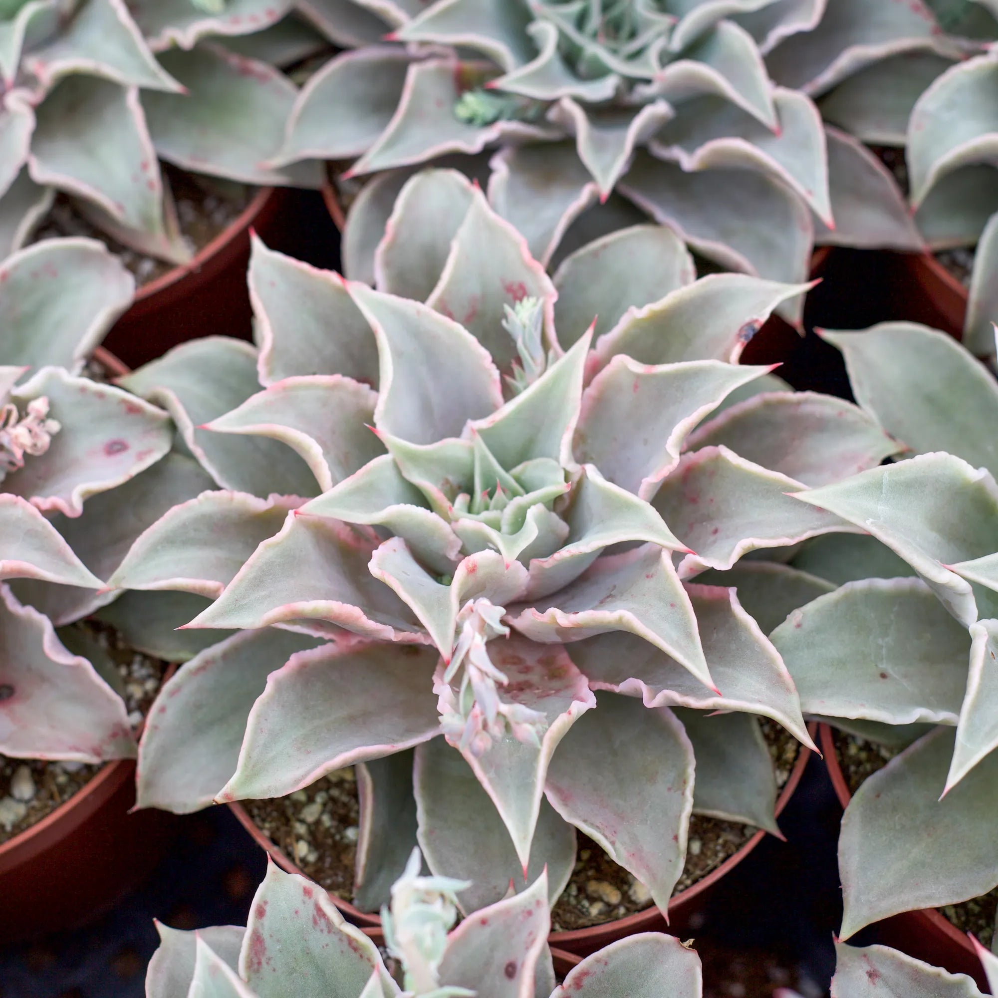 madiba succulent Echeveria 'Madiba'
