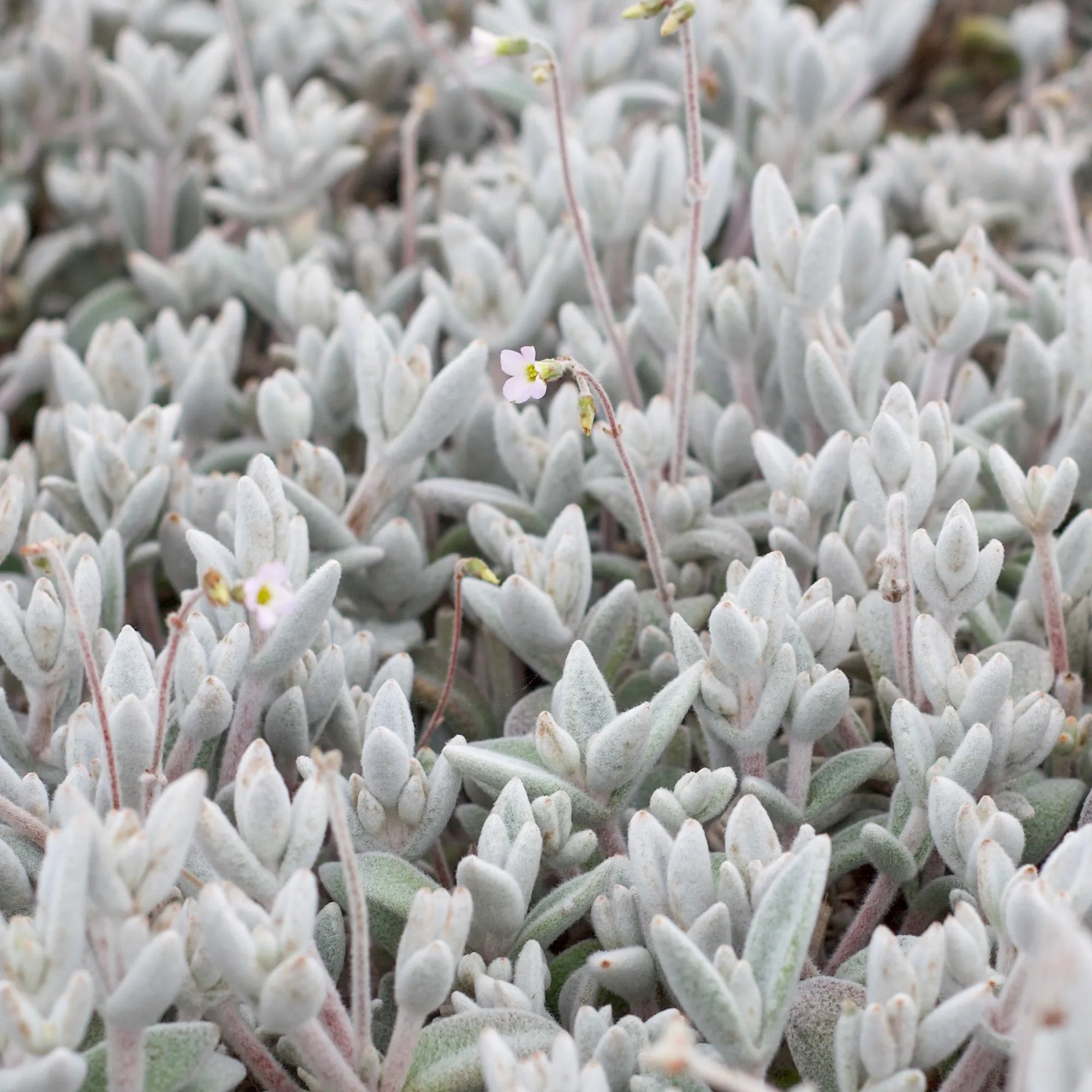 snow white panda succulent Kalanchoe eriophylla 'Snow White Panda Plant'