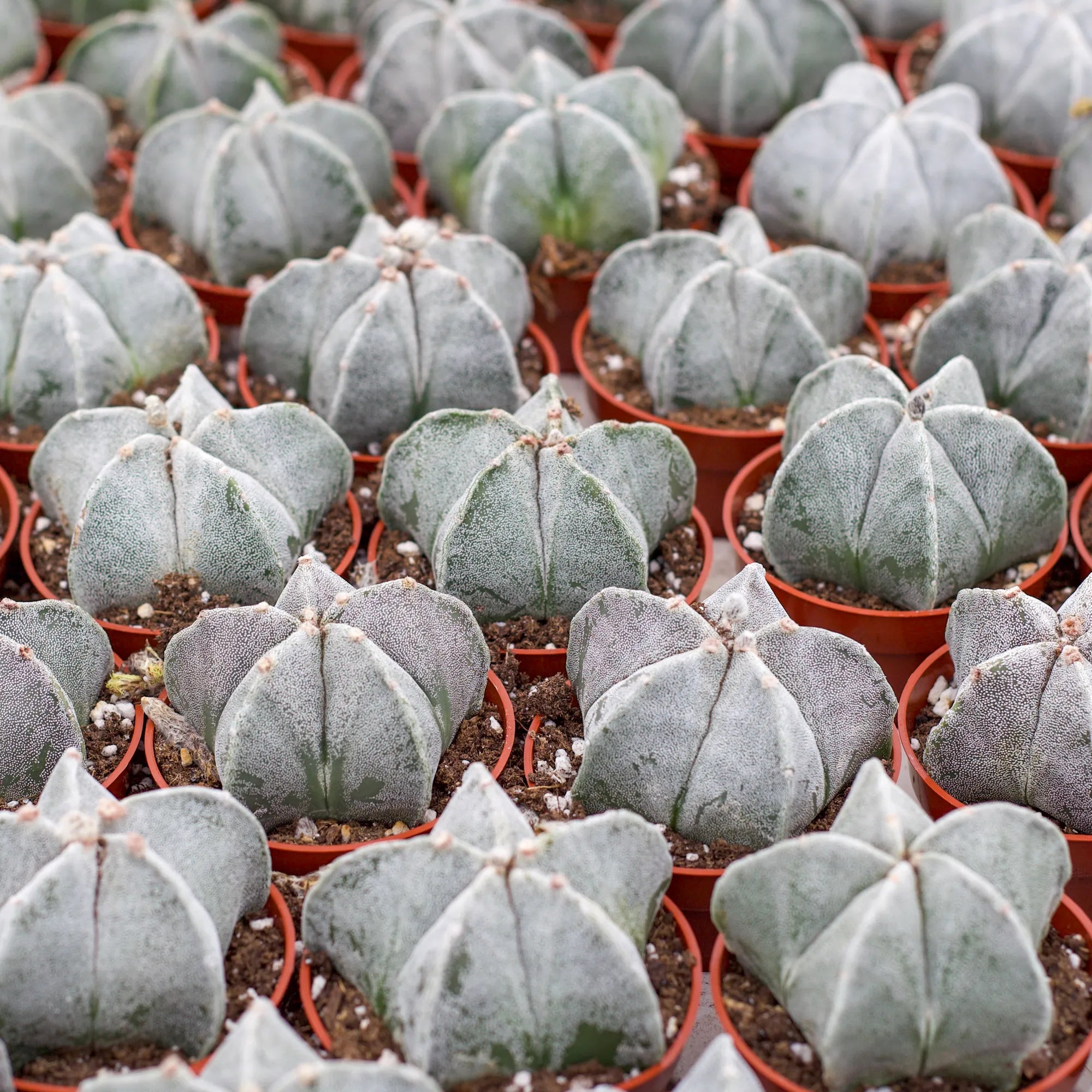 bishop's cap succulent Astrophytum myriostigma - Bishop's Cap
