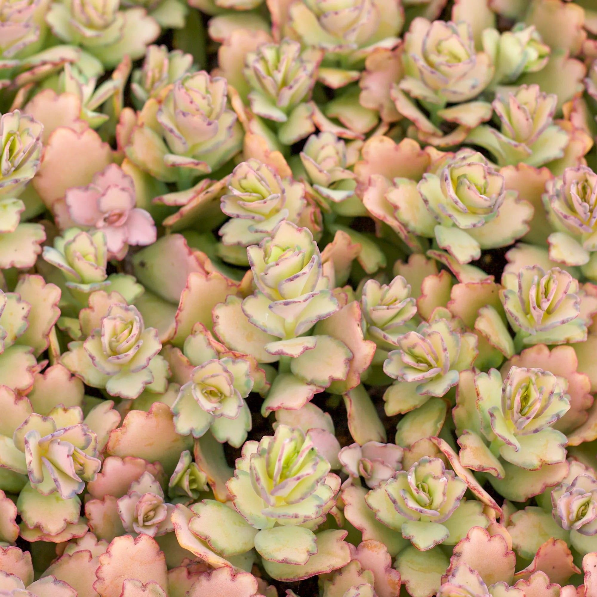 purple scallop succulent Kalanchoe fedtschenkoi 'Lavender Scallops'