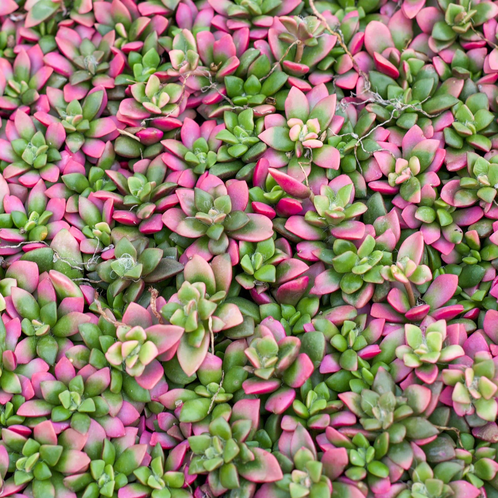 sunrise succulent plant Anacampseros telephiastrum f. variegatum 'Sunrise'
