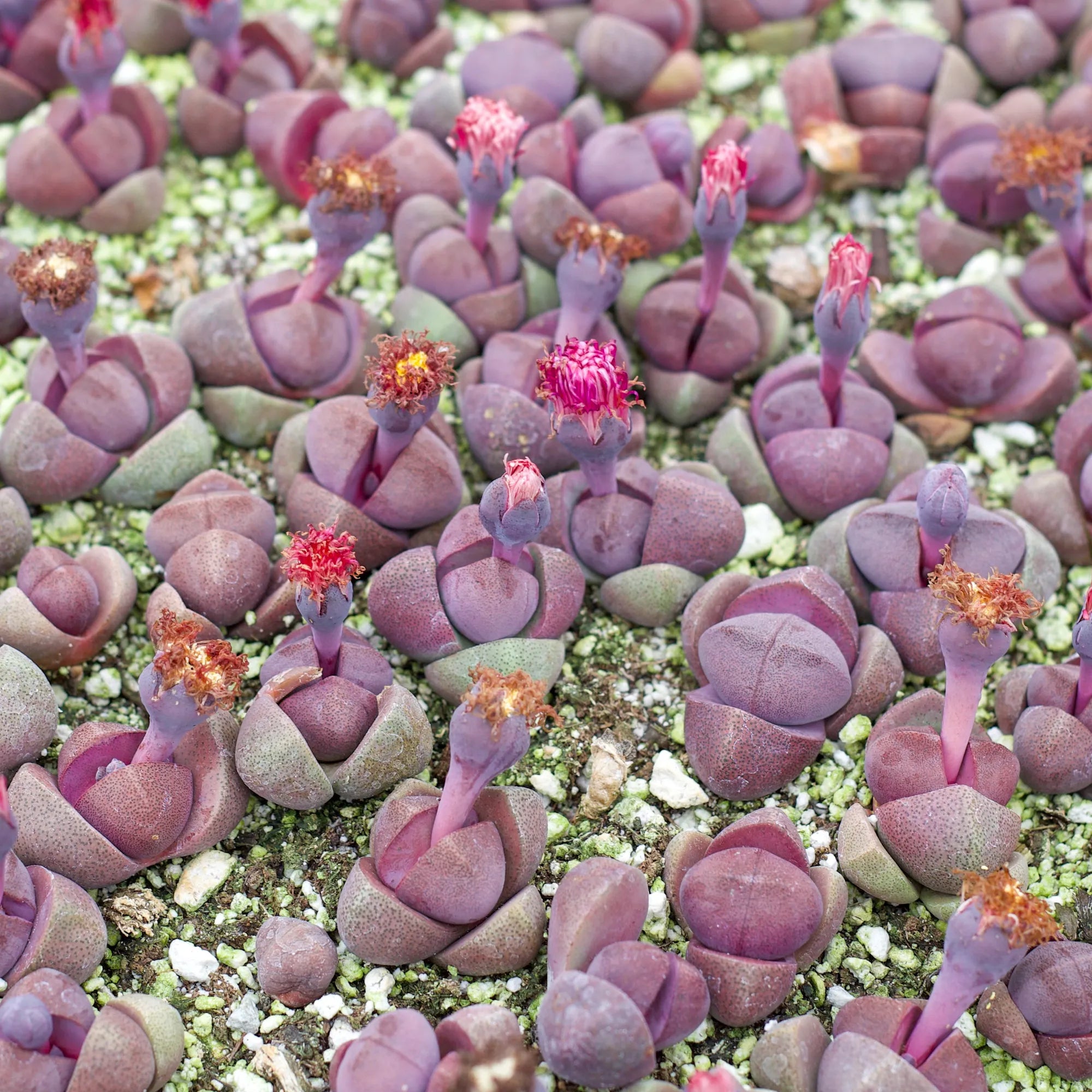 purple split rock succulent Royal Flush Succulent - Purple Split Rock for Sale