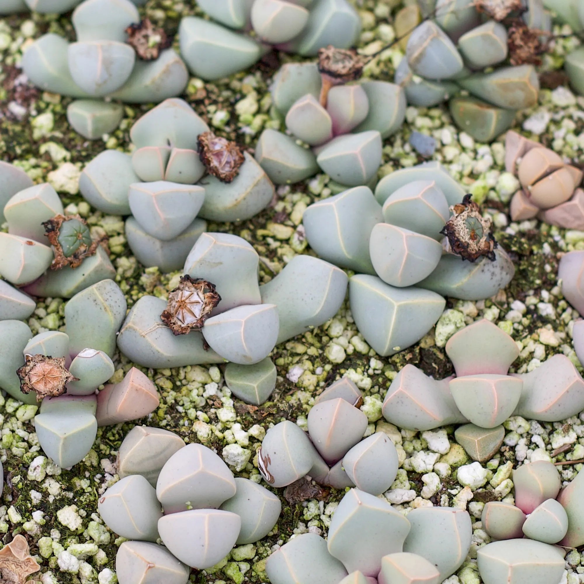 karoo rose succulent Lapidaria 'Karoo Rose'