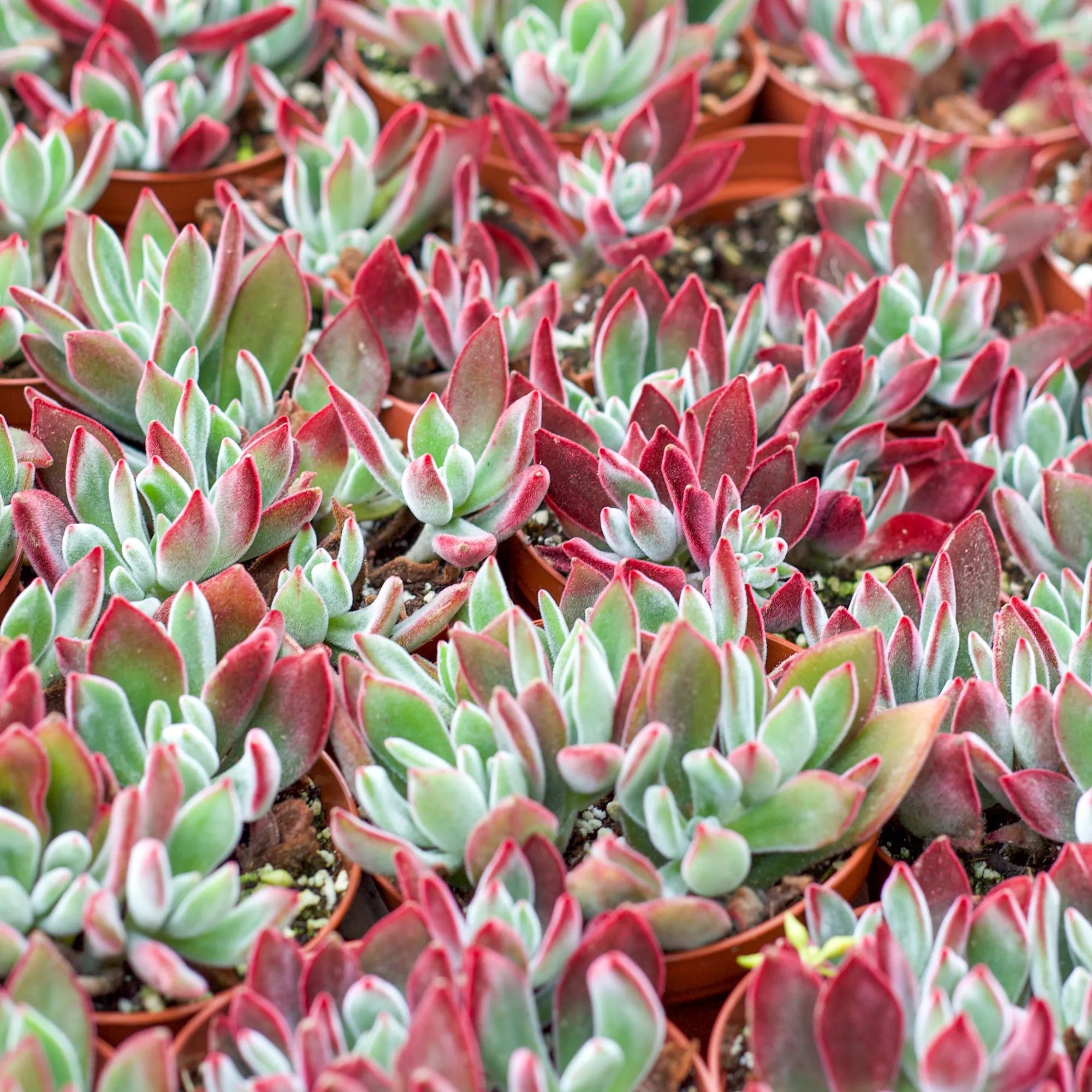 ruby slipper succulent Echeveria harmsii 'Ruby Slippers'