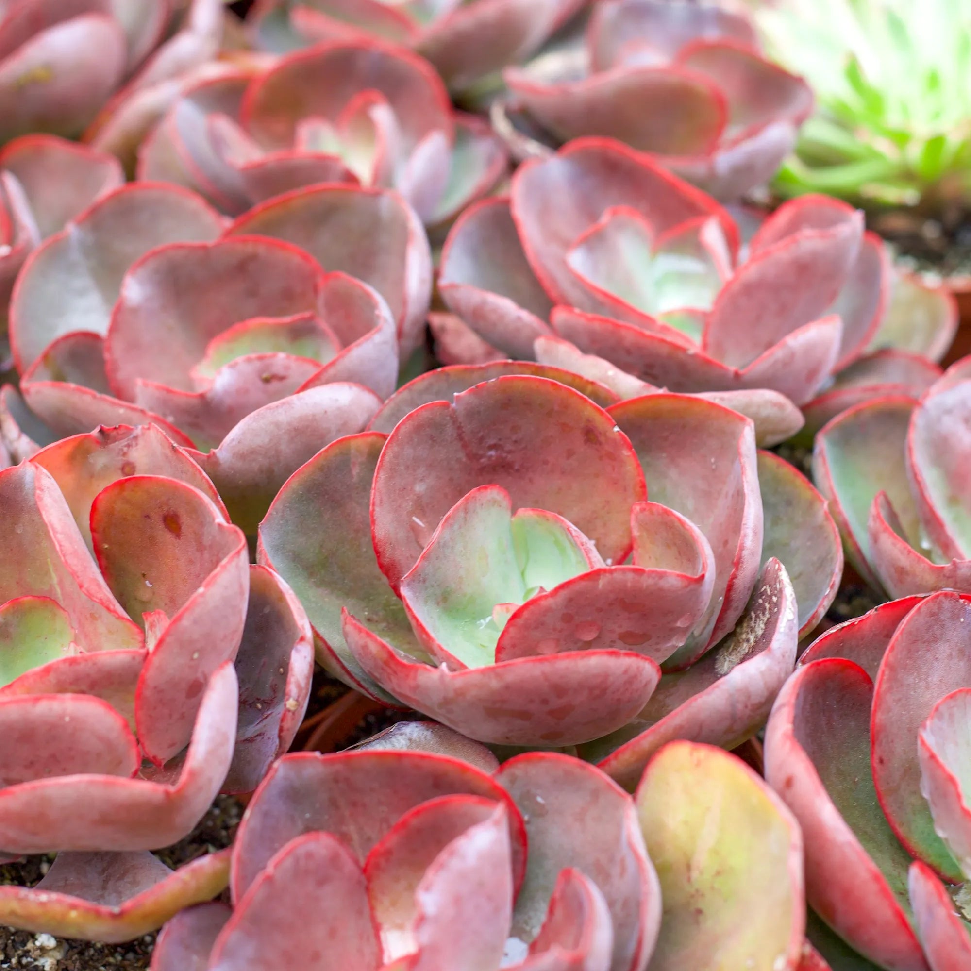 large red succulents Echeveria 'Big Red'