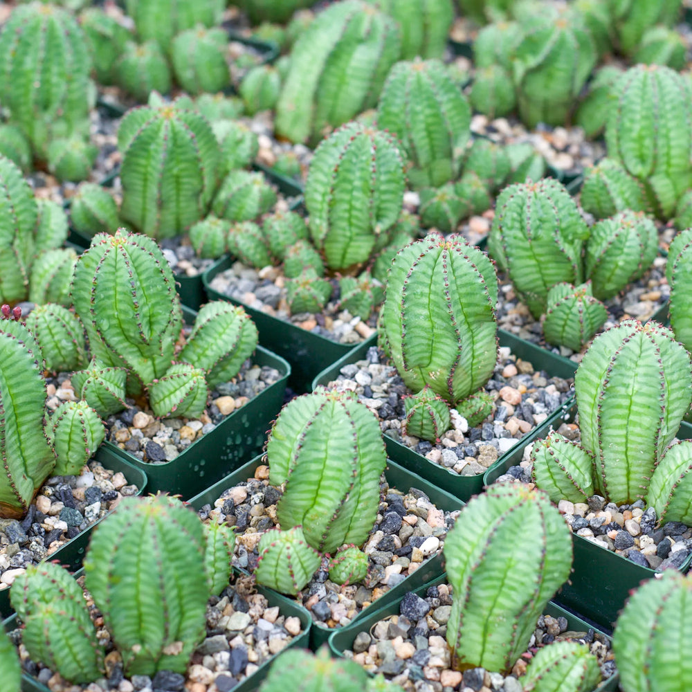 Euphorbia anoplia - Tanzanian Zipper Plant