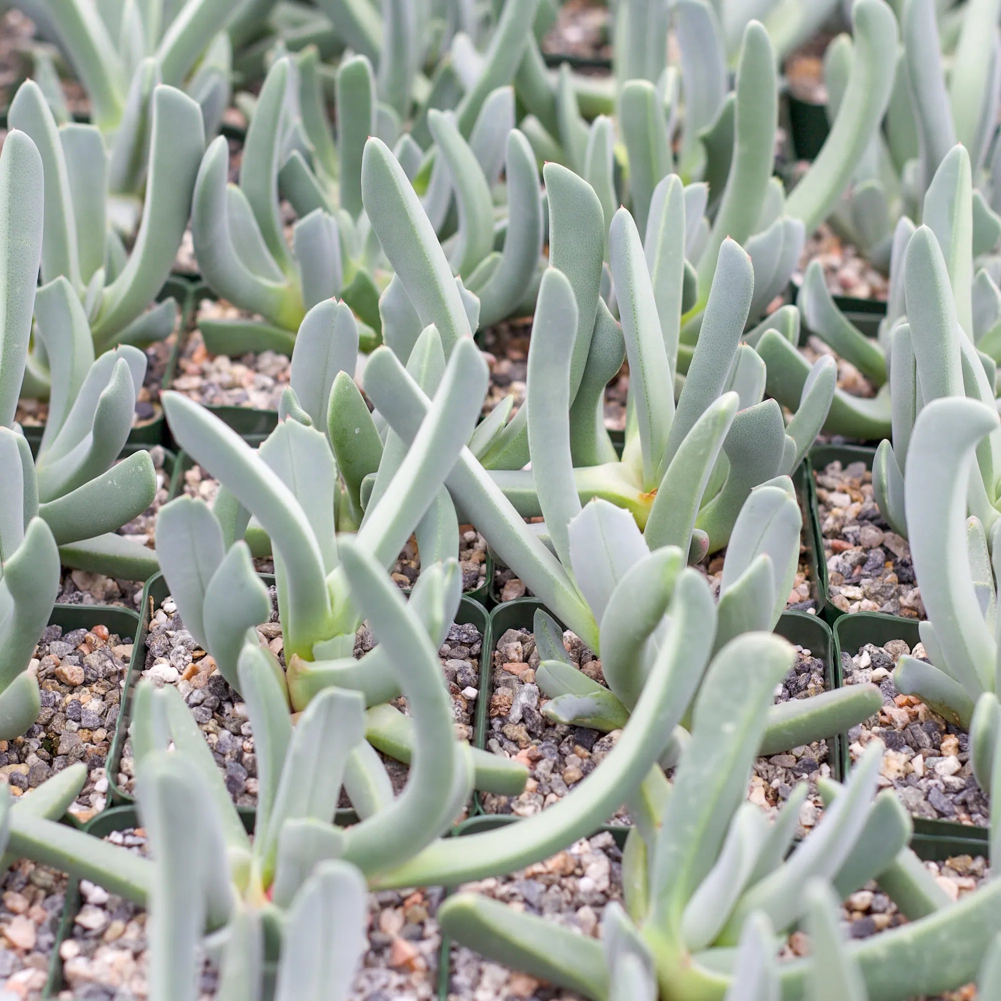 lobster claw succulent care Cheiridopsis candidissima 'Lobster Claws'