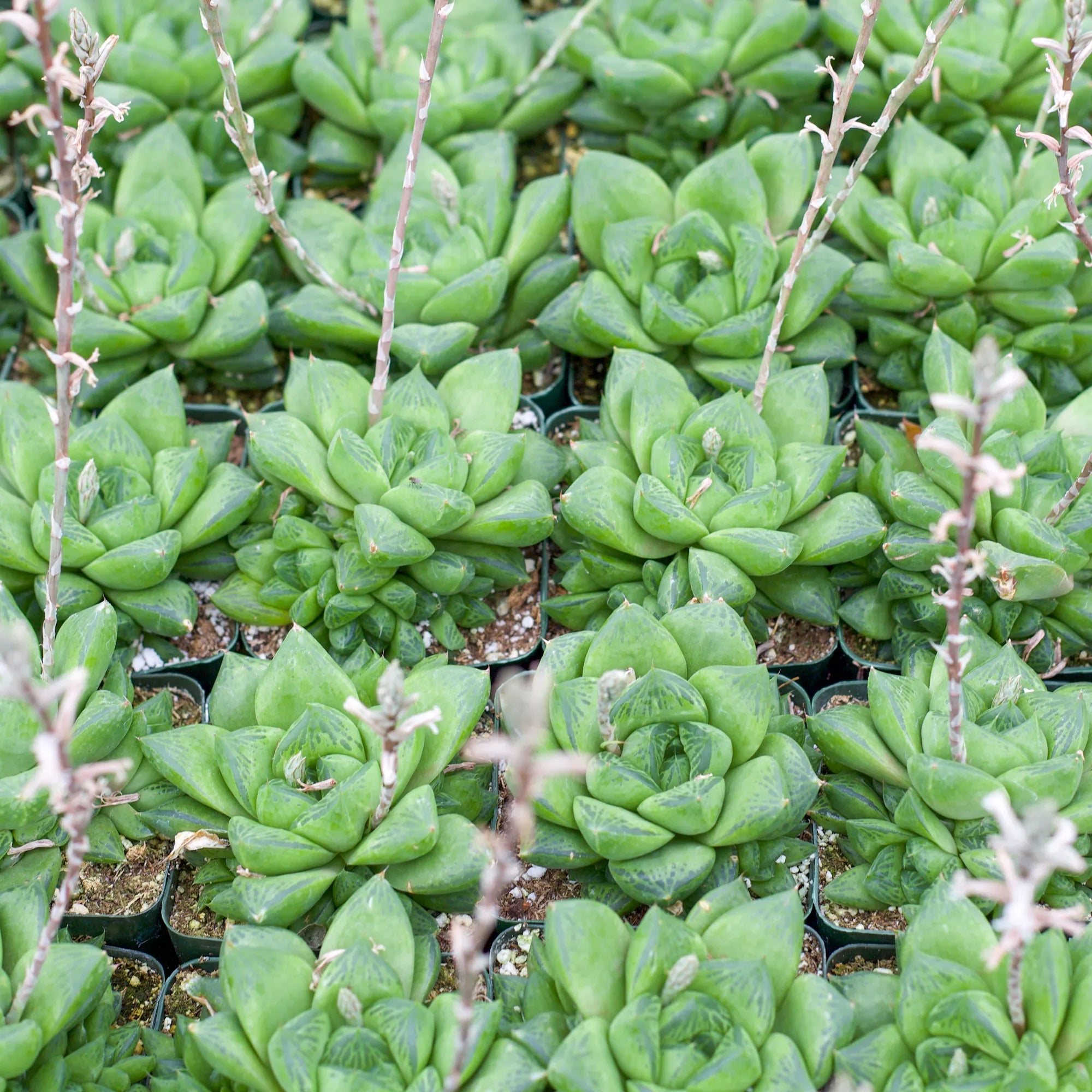 haworthia cuspidata succulent Haworthia cuspidata